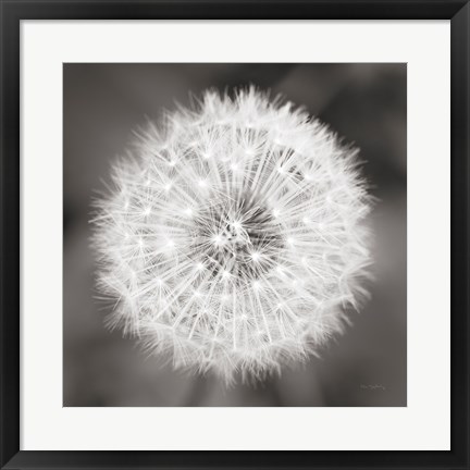 Framed Dandelion Seedhead Print