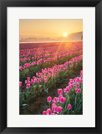Framed Skagit Valley Tulips II Print