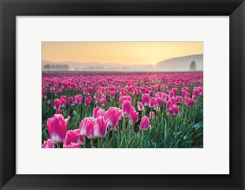 Framed Skagit Valley Tulips I Print