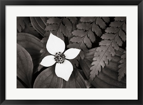 Framed Bunchberry and Ferns I BW Print