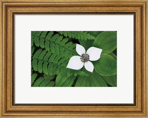 Framed Bunchberry and Ferns II color Print