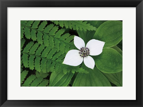 Framed Bunchberry and Ferns II color Print