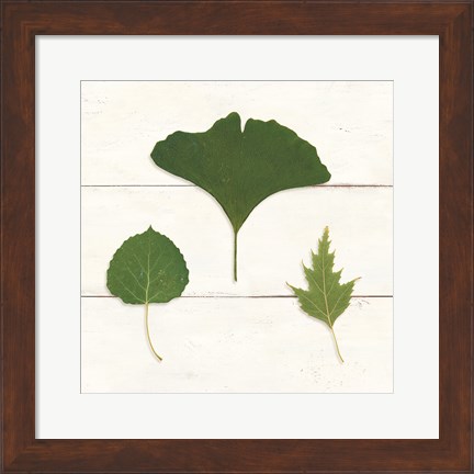 Framed Leaf Chart IV Shiplap Print