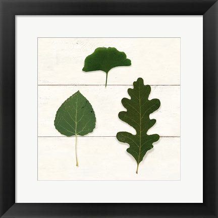 Framed Leaf Chart III Shiplap Print