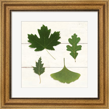 Framed Leaf Chart II Shiplap Print