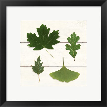 Framed Leaf Chart II Shiplap Print