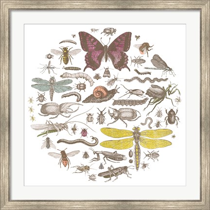 Framed Insect Circle II Bright Print