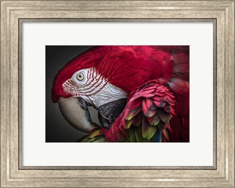 Framed Red Ara Parrot Print