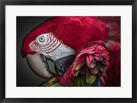Framed Red Ara Parrot Print
