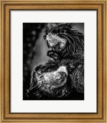 Framed Little Cute Monkeys Black &amp; White Print