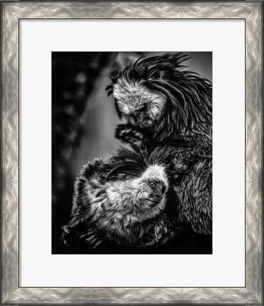 Framed Little Cute Monkeys Black &amp; White Print