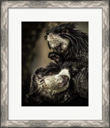 Framed Little Cute Monkeys Print