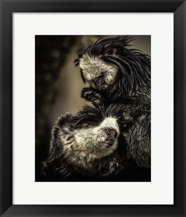 Framed Little Cute Monkeys Print