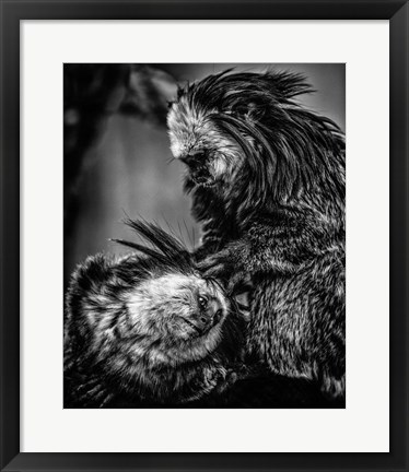 Framed Little Cute Monkeys 2 Black &amp; White Print