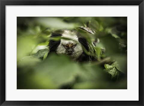 Framed Little Monkey hiding Print