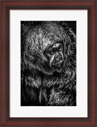 Framed Little Monkey 4 Black &amp; White Print