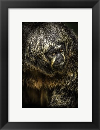 Framed Little Monkey 4 Print