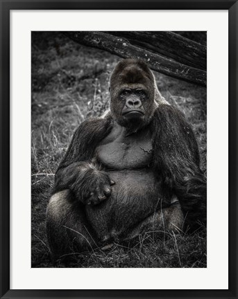 Framed Male Gorilla 3 Print
