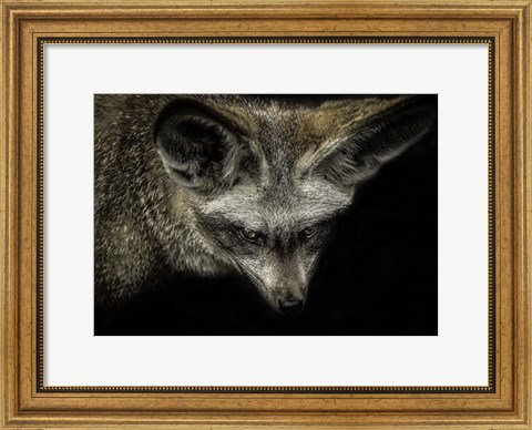 Framed Cute Fox with Big Ears Print