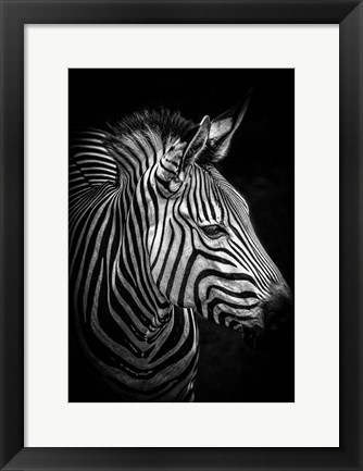 Framed Zebra 4 Black &amp; White Print