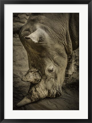 Framed Male Rhino Print