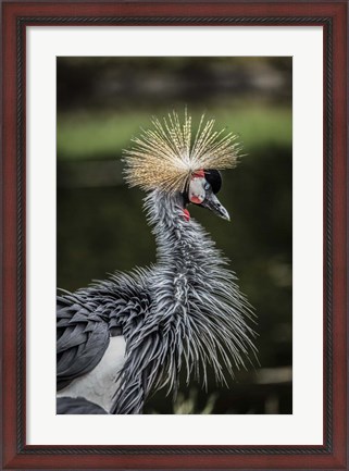 Framed Yellow Crowned Crane Print