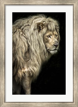 Framed Big Male Lion Print