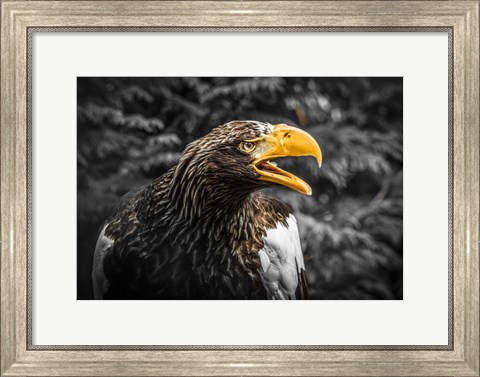 Framed Steller Eagle 7A Print