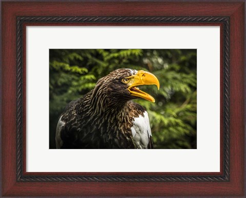 Framed Steller Eagle 7B Print