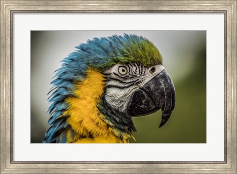 Framed Blue Ara Parrot Print