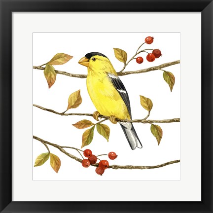 Framed Birds &amp; Berries II Print