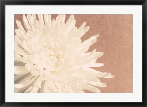 Framed Blush Burst I Print