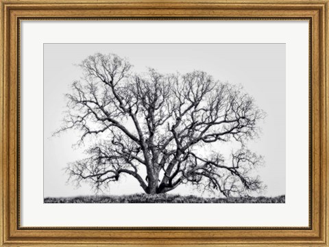 Framed Grand Oak Tree I Print