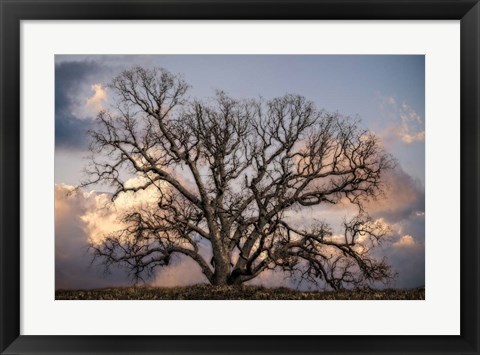 Framed Grand Oak Tree II Print