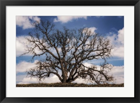 Framed Grand Oak Tree III Print