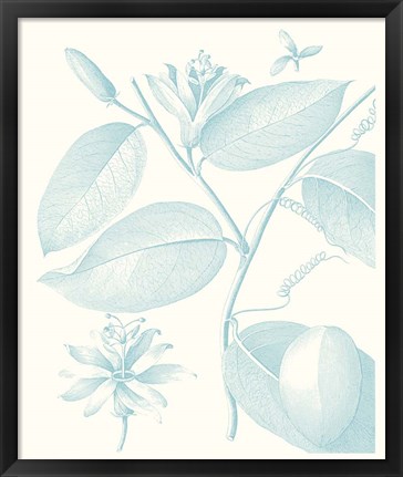 Framed Botanical Study in Spa III Print