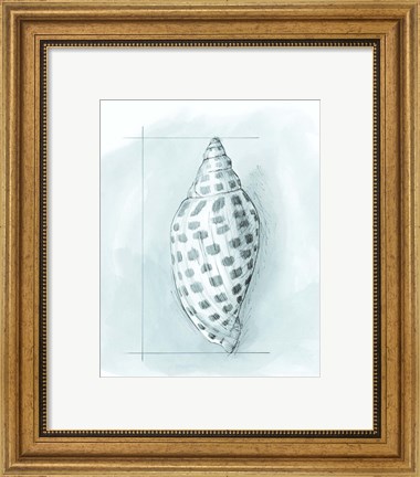 Framed Coastal Shell Schematic IV Print