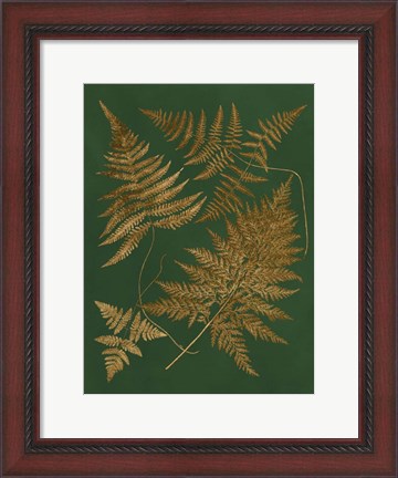 Framed Gilded Ferns II Print