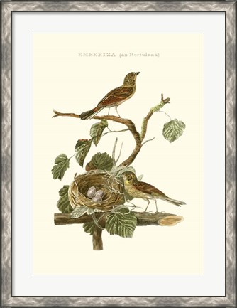 Framed Nozeman Common Teal Nest Print