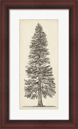 Framed Pacific Northwest Tree Sketch I Print