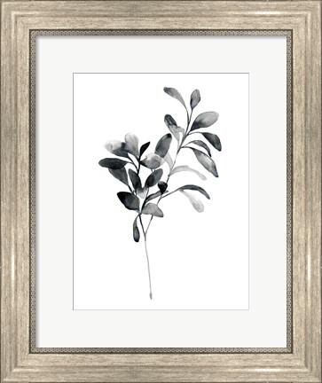 Framed Brume Botanical I Print