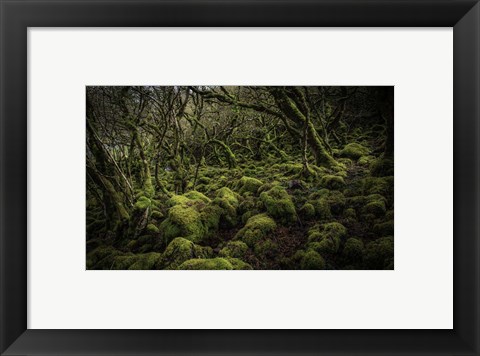 Framed Mossy Forest 4 Print