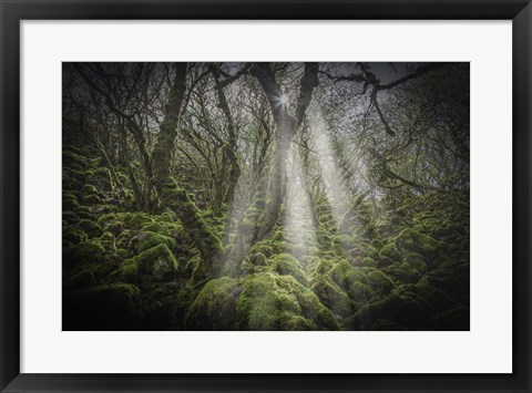 Framed Mossy Forest 5 Print