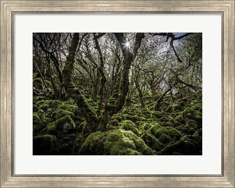 Framed Mossy Forest 6 Print