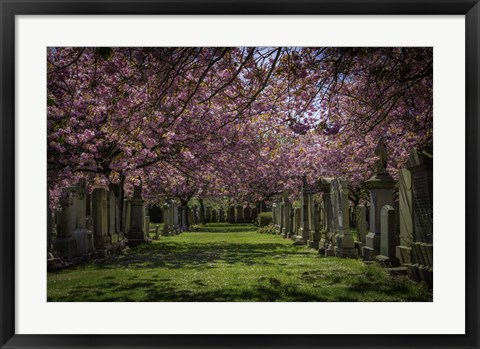 Framed Cherry Blossem Print