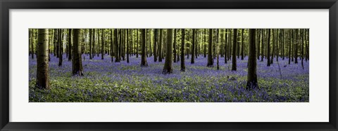 Framed Fairytale Forest Panorama Print
