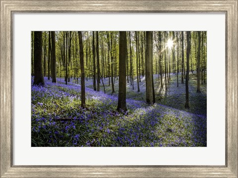 Framed Fairytale Forest Sunlight 2 Print