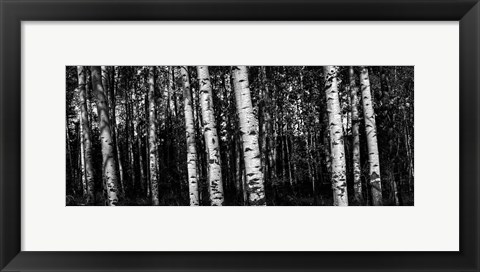 Framed Birch Trees Black &amp; White Print