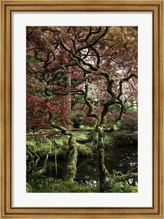 Framed Japanese Garden Tree Print