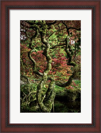 Framed Japanese Garden Tree 2 Print